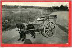 * OUZOUER Sur LOIRE-Attelage à Chien-1955 - Ouzouer Sur Loire