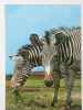 Zebra Polish Card - Zebre