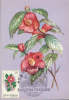 Romania-Maximum Postcard  1984-Camellia Japonica(Japanese Rose) - Rosen