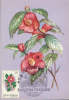 Romania-Maximum Postcard  1984-Camellia Japonica(Japanese Rose) - Rozen