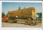 GIANT FIR LOG , OREGON . Old PC . USA - Otros & Sin Clasificación