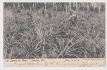 A Corner In Pines . OLD PC . Jamaique . Jamaica, W.I. - Jamaica