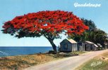 17012    Francia,  La  Guadeloupe  En Couleurs,  Flamboyant D"un  Village,  NV  (scritta) - Basse Terre