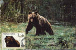 Romania-Maximum Postcard 1983- Brown Bear - Beren