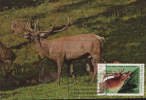 Romania-Maximum Postcard 1988- Carpathian Stag - Gibier