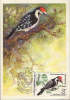 Russia-Maximum Postcard 1979-Small Woodpecker - Climbing Birds