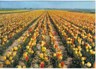 Carte Postale 95. Gonesse  Les Tulipes Trés Beau Plan - Gonesse