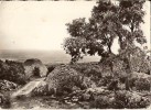 Gordes-cabanes En Pièrres Sèches-boris-cpsm - Gordes