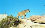17060    Stati Uniti,  Mountain  Lion  Near Zion,  Mt. Carmel  Highway,  Zion  National  Park,  Springdale,  UT.,  NV - Altri & Non Classificati
