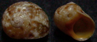 N°4135 //  CHRYSOSTOMA  PARADOXUM  "Nelle-CALEDONIE" // F++ : 14,2mm  . - Seashells & Snail-shells