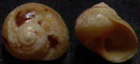 N°4136 //  CHRYSOSTOMA  PARADOXUM  "Nelle-CALEDONIE" // GEM : 15,1mm  . - Seashells & Snail-shells