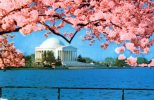 17134    Stati Uniti,  Washington  D.C.,    Jefferson  Memorial,  VG  1980 - Washington DC