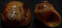 N°4139 //  CHRYSOSTOMA  PARADOXUM  "Nelle-CALEDONIE" // GEM : 16,3mm  . - Seashells & Snail-shells