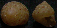 N°4150 //  CLANCULUS  STIGMATARIUS  "Nelle-CALEDONIE" // GEM : 10,3mm  . - Coquillages