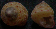 N°4153 //  CLANCULUS  STIGMATARIUS  "Nelle-CALEDONIE" // GEM : GROS : 11,3mm  . - Seashells & Snail-shells