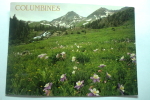 Colorado Columbine - Other & Unclassified