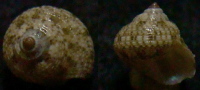 N°4170 //  ROSSITERIA  PSEUDONUCLEOLUS  "Nelle-CALEDONIE" // F+++ : 6,1mm  . - Seashells & Snail-shells