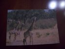 Maasai Giraffes  (Kenia) - Kenya