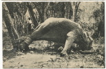 Ceylon  Platé No 66  A Struggling Elephant  Attaché A Un Arbre - Sri Lanka (Ceylon)