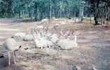 17259    Stati  Uniti,   Michigan,  Hougton  Lake White  Deer  At  Johnson"s  Rustic  Resort,  NV - Andere & Zonder Classificatie