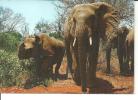 KENIA. WILDLIFE OF EAST AFRICA RINOCERONTE ED ELEFANTI  -G198 -FG - Kenia