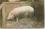 SUPERBE CARTE PHOTO D´UN COCHON ELEVAGE FOIRE ? - Schweine