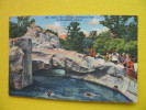 Seals,The Chicago Zoological Park At Brookfield,Illinois - Andere & Zonder Classificatie