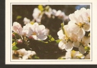 Poland Flora Flowers - Jablon Apple-tree - Photo By Michal Korwin-Kossakowski - Bomen