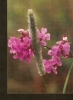 Latvia Flora Flowers Plant - Geneeskrachtige Planten