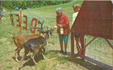 USA – United States – Feeding The Deer At The Gatlinburg Ski Resort, Gatlinburg, Tennessee 1960s Unused Postcard [P4373] - Otros & Sin Clasificación