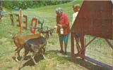 USA – United States – Feeding The Deer At The Gatlinburg Ski Resort, Gatlinburg, Tennessee 1960s Unused Postcard [P4373] - Sonstige & Ohne Zuordnung