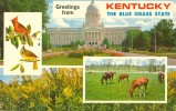 USA – United States –  Greetings From Kentucky, The Blue Grass State, Unused Postcard [P4427] - Andere & Zonder Classificatie