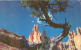 USA – United States – Queen's Garden, Bryce National Park, Utah 1958 Used Postcard [P4436] - Bryce Canyon