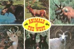USA – United States – Animals Of The West, Utah Unused Postcard [P4461] - Otros & Sin Clasificación