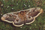 Romania-Postcard-Butterfly-Peacock Eye By Night - Butterflies