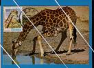 Girafes Giraffes Drinking Animals Animaux Faune Fauna Mammifères African Mozambique Carte Maximum Card Sp1816 - Jirafas