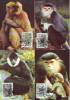 212aa: Maximumkarten- Serie Affen Aus Vietnam, 4 Stück - Affen