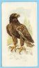 Grandee - British Birds Collection - 9 - Golden Eagle, Steenarend, Aigle Royal - Player's