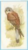 Grandee British Birds Collection - 11 - Kestrel, Torenvalk, Faucon Crécerelle - Player's