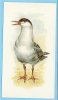 Grandee British Birds Collection - 18 - Common Tern, Visdief, Sterne Pierregarin - Player's