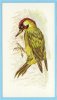 Grandee British Birds Collection - 25 - Green Woodpecker, Pic Vert, Groene Specht - Player's