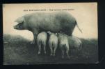 6014  -  Nos CAMPAGNES  --  Une Heureuse Petite Famille - Schweine