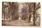 THE DUKERIES-BEECH AVENUE-OLD POST CARD - Other & Unclassified