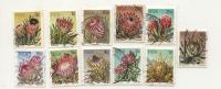 Used Stamps Cactuses 1977 From South Africa RSA - Sukkulenten