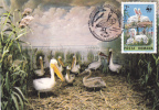 Pelicans WWF 1997,CM, Maxicard,maximum Card Obliteration Chilia Veche - Romania. - Pelicans