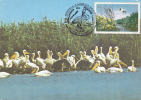 Romania,Pelicans,CM,maxicard,carte Maximum With Birds WWF 1997. - Pelicans