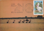 Pelicans Birds,1985,CM,maxicard,cartes Maximum  WWF Romania. - Pelicans