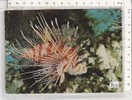 PO8214A# SEYCHELLES - WINGED FIREFISH  VG - Seychellen