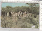 PO8281A# KENYA - ZEBRE  VG 1981 - Kenia