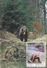 Bears Ours,1993 CM,maxicard,cartes Maximum Suceava - Romania. - Orsi